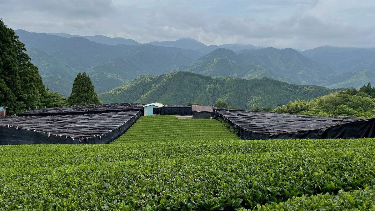 Ritual Matcha Co.